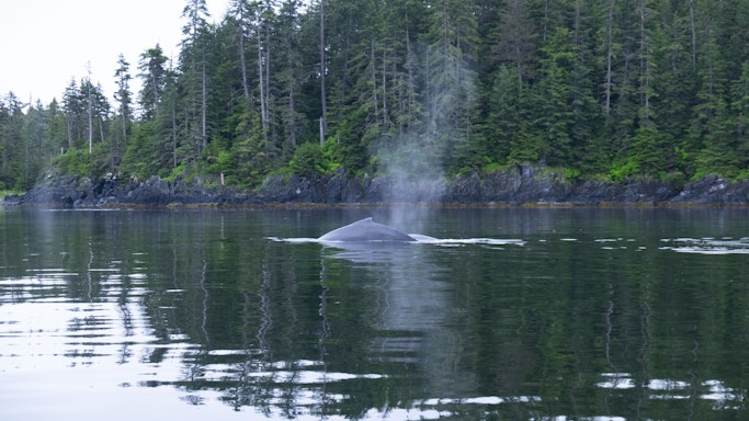 Humback Whales
